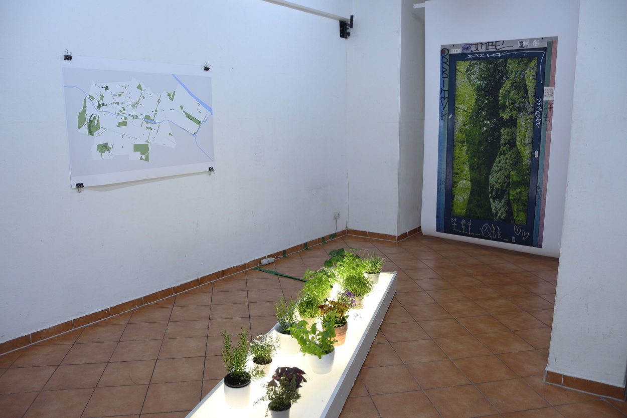 kreuzbergerpflanze01